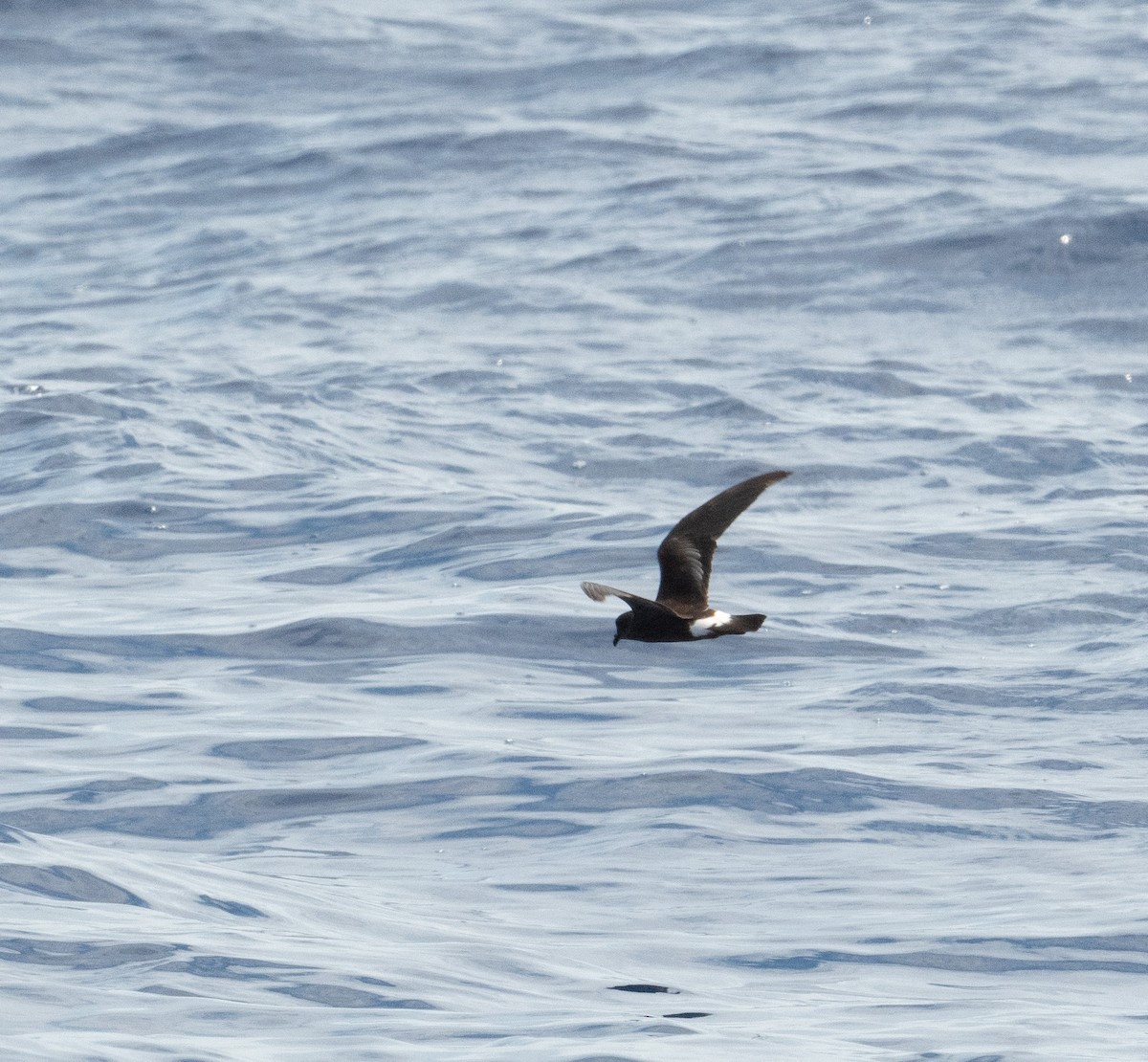 Band-rumped Storm-Petrel (Grant's) - ML620264122