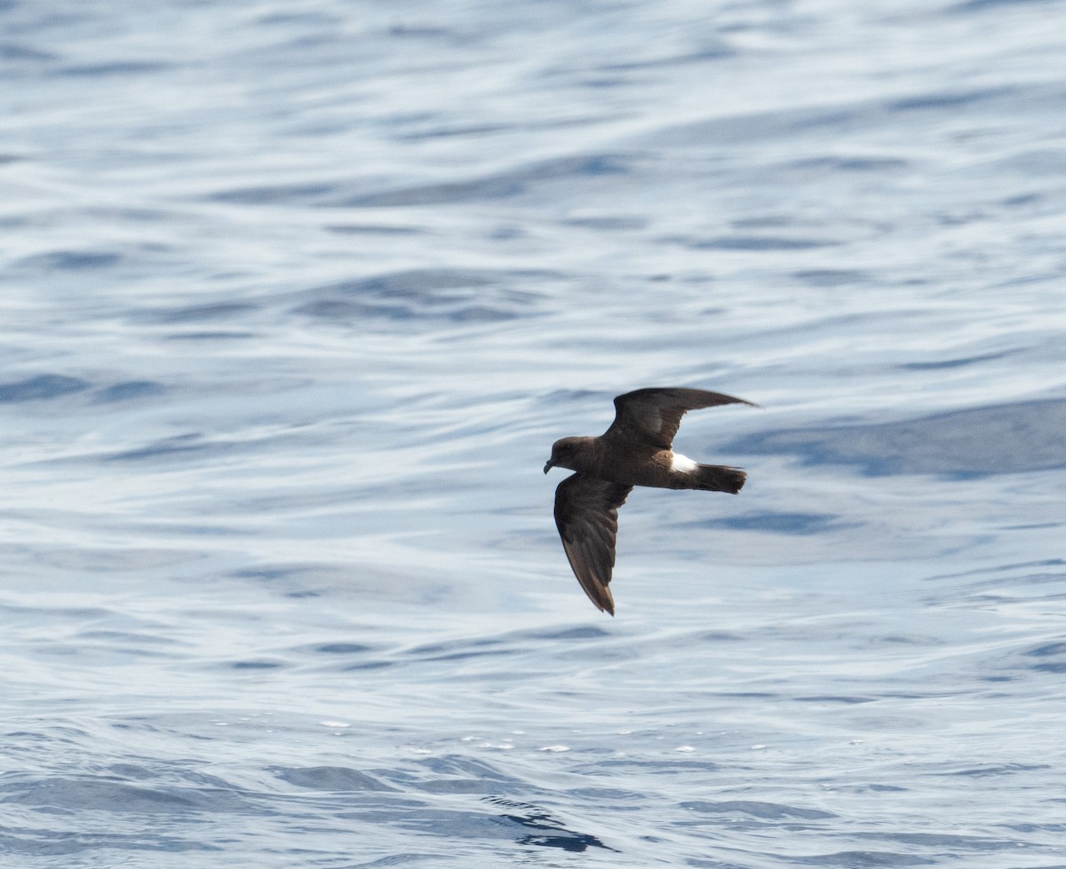 Band-rumped Storm-Petrel (Grant's) - ML620264123