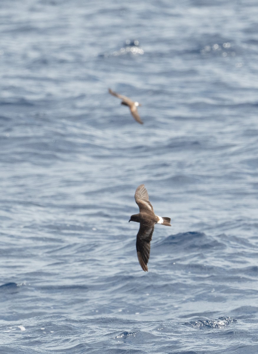 Band-rumped Storm-Petrel (Grant's) - ML620264124