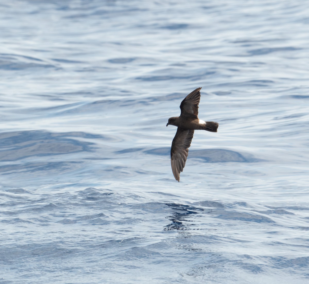 Band-rumped Storm-Petrel (Grant's) - ML620264127