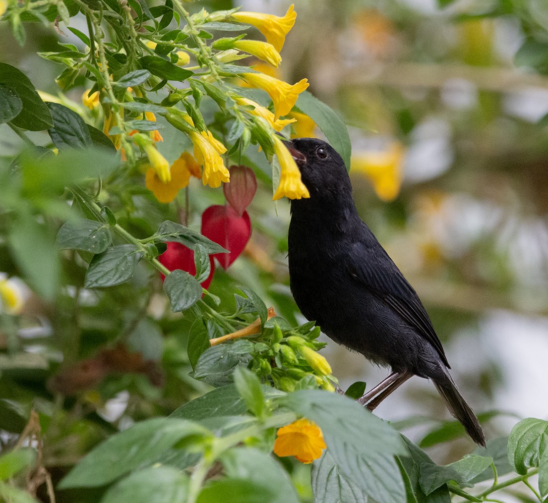 White-sided Flowerpiercer - ML620264130