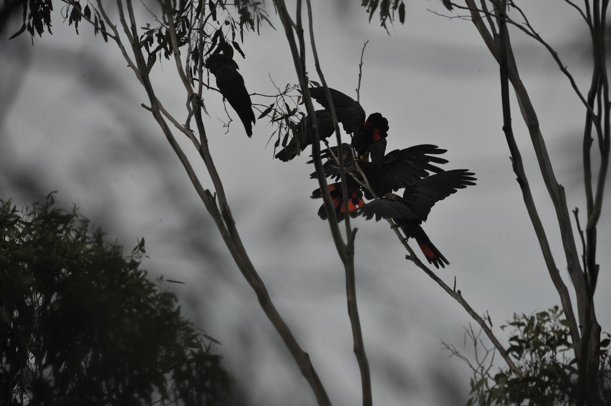 Glossy Black-Cockatoo - ML620264133