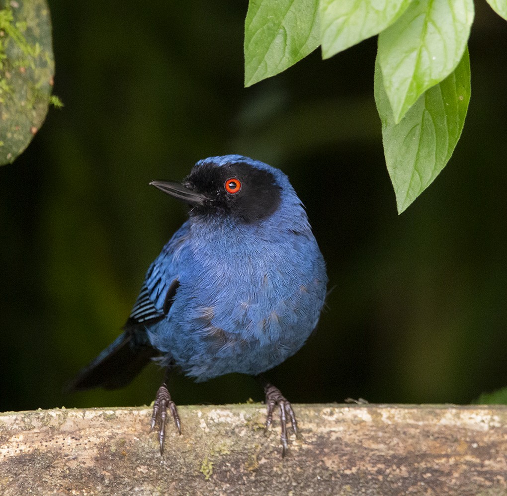 Masked Flowerpiercer - ML620264135