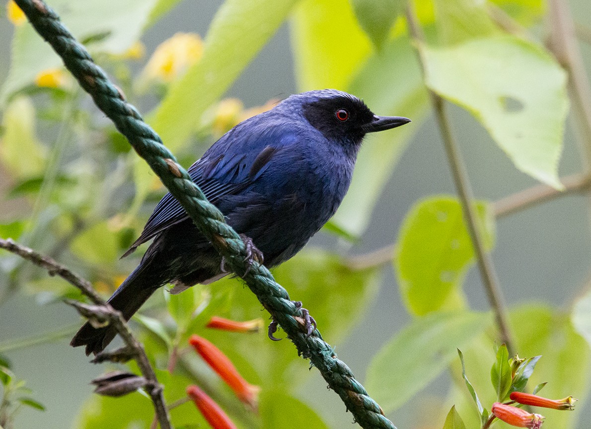 Masked Flowerpiercer - ML620264136