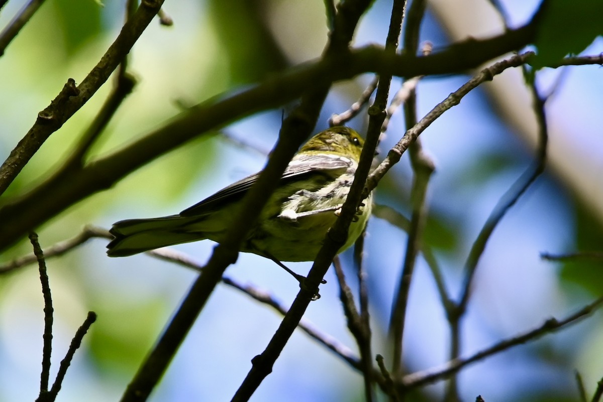 Grünmantel-Waldsänger - ML620264140