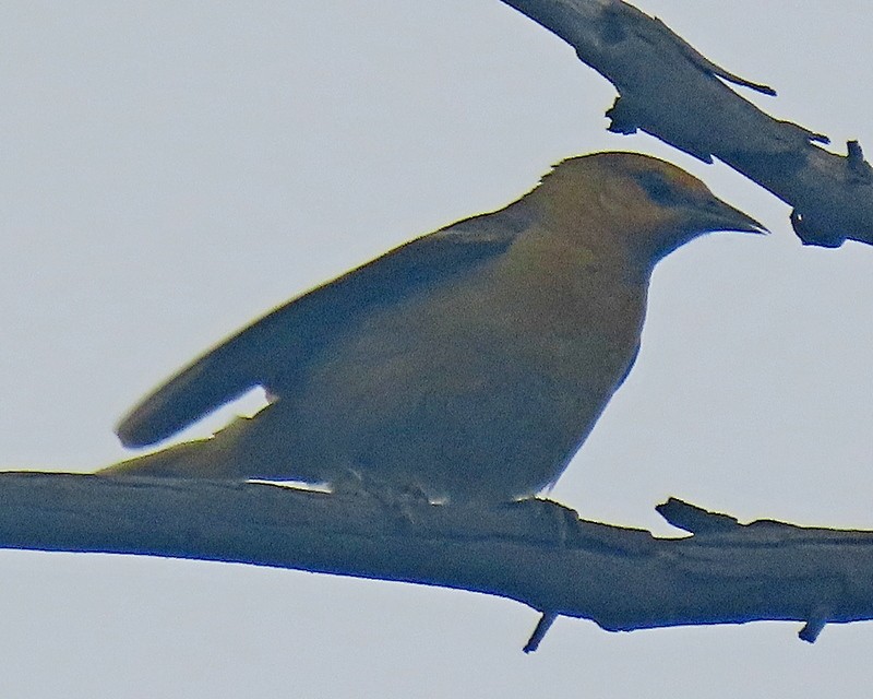 Bullock's Oriole - ML620264148