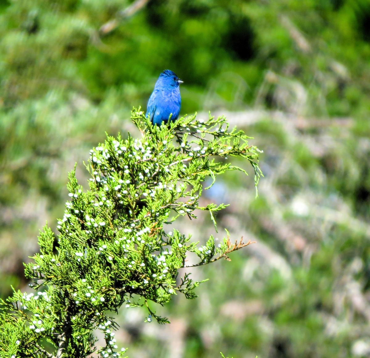 Indigo Bunting - ML620264150