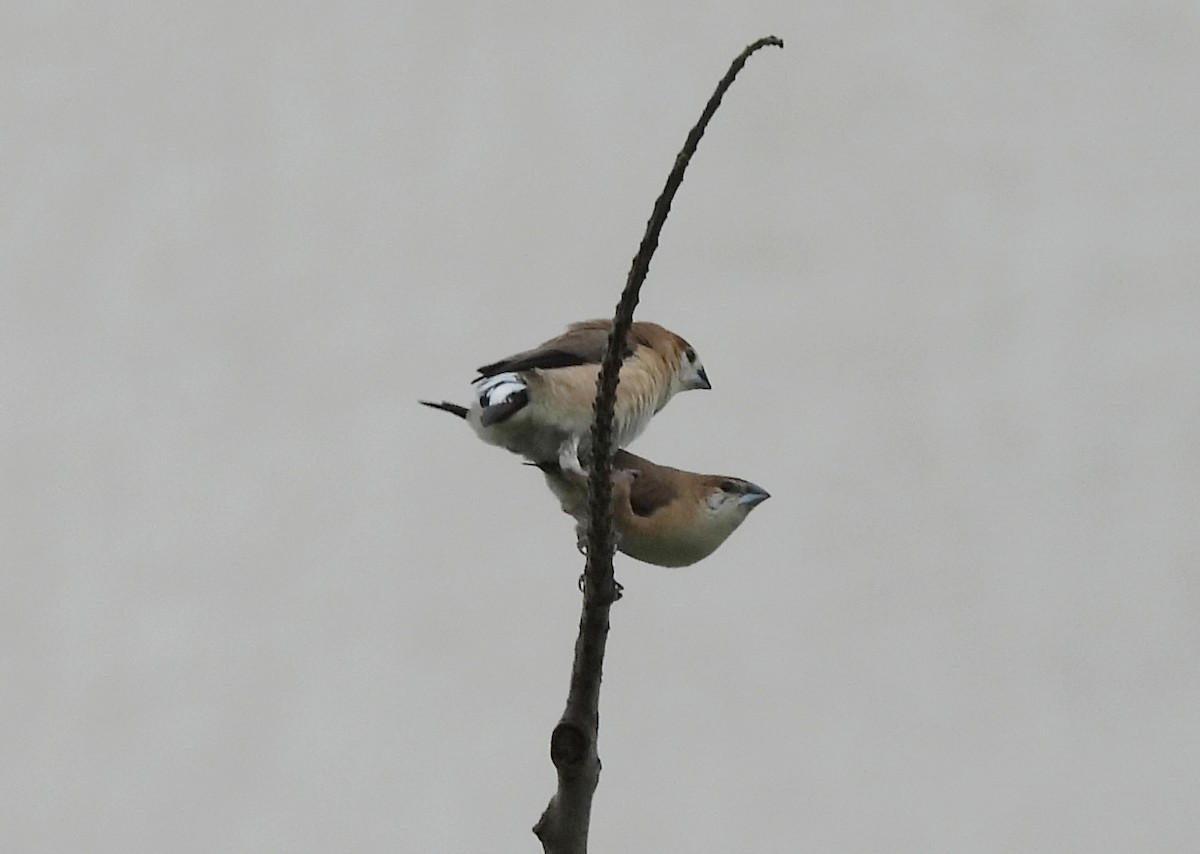 Indian Silverbill - ML620264152