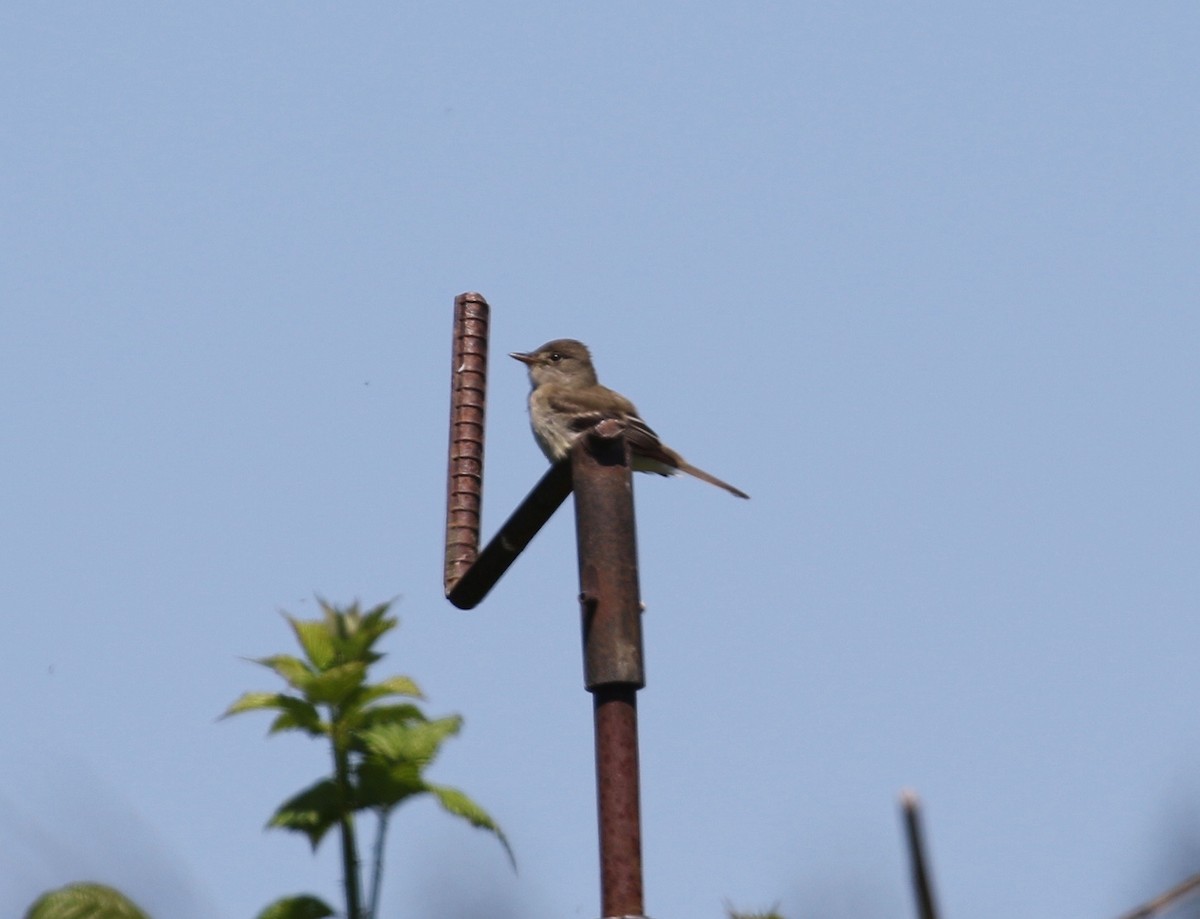 Willow Flycatcher - ML620264153