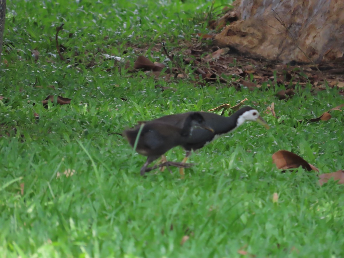 White-breasted Waterhen - ML620264157