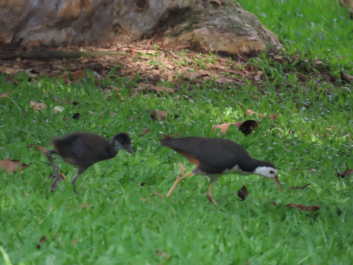 White-breasted Waterhen - ML620264158