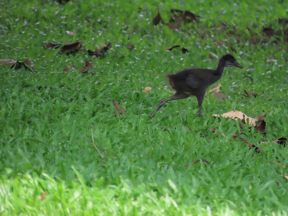 White-breasted Waterhen - ML620264160