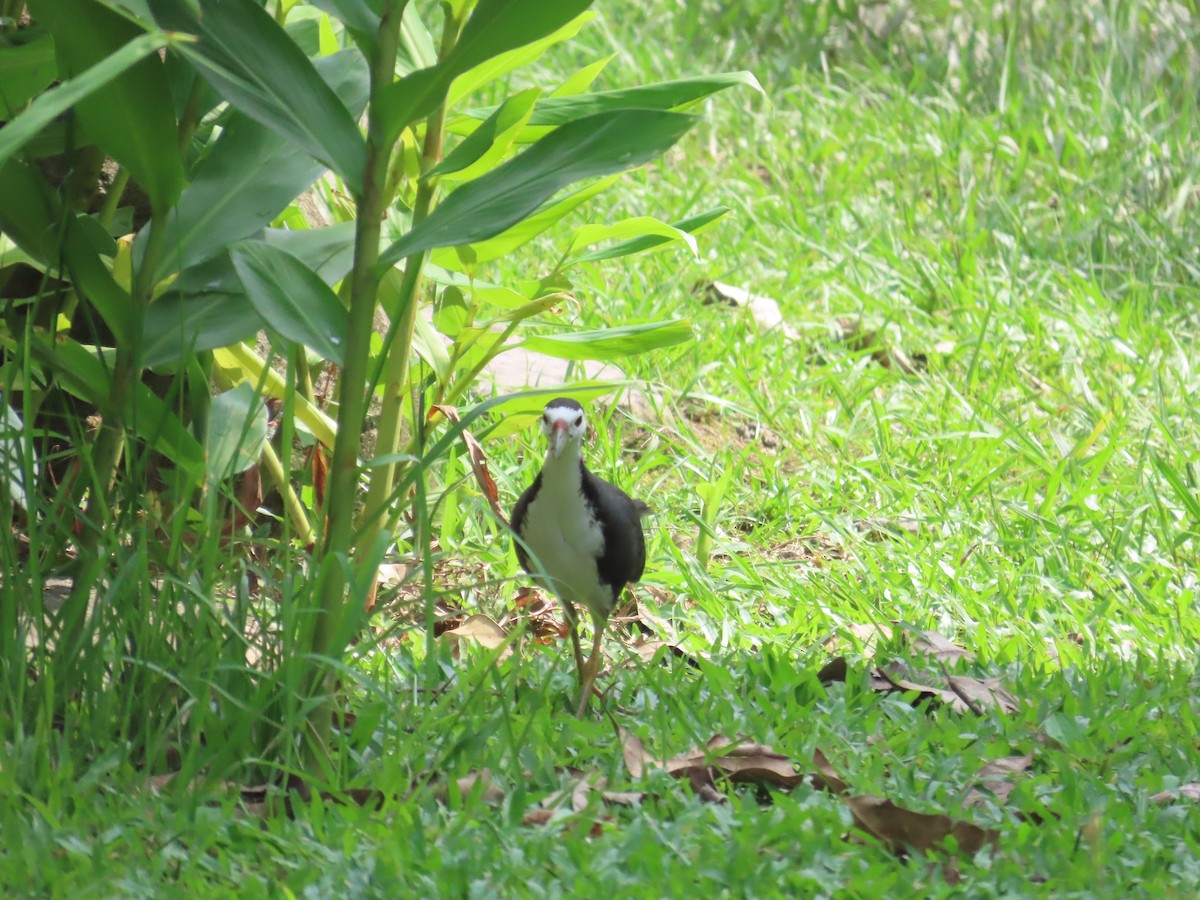 White-breasted Waterhen - ML620264161