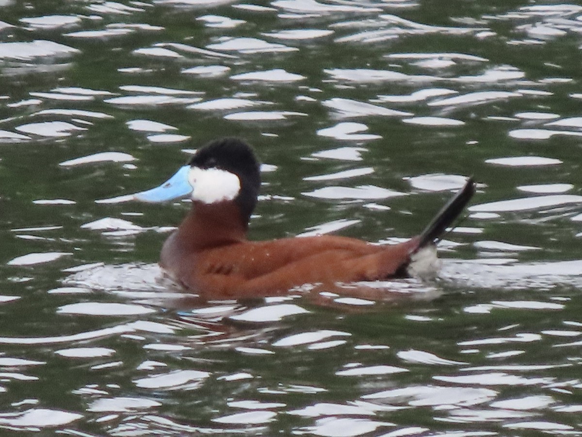 Ruddy Duck - ML620264179