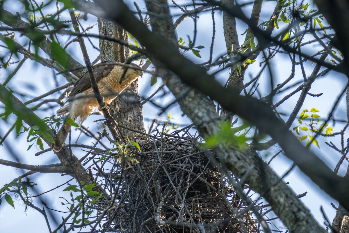 Cooper's Hawk - ML620264185