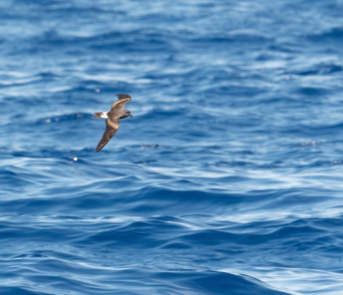 Leach's Storm-Petrel (Leach's) - ML620264188