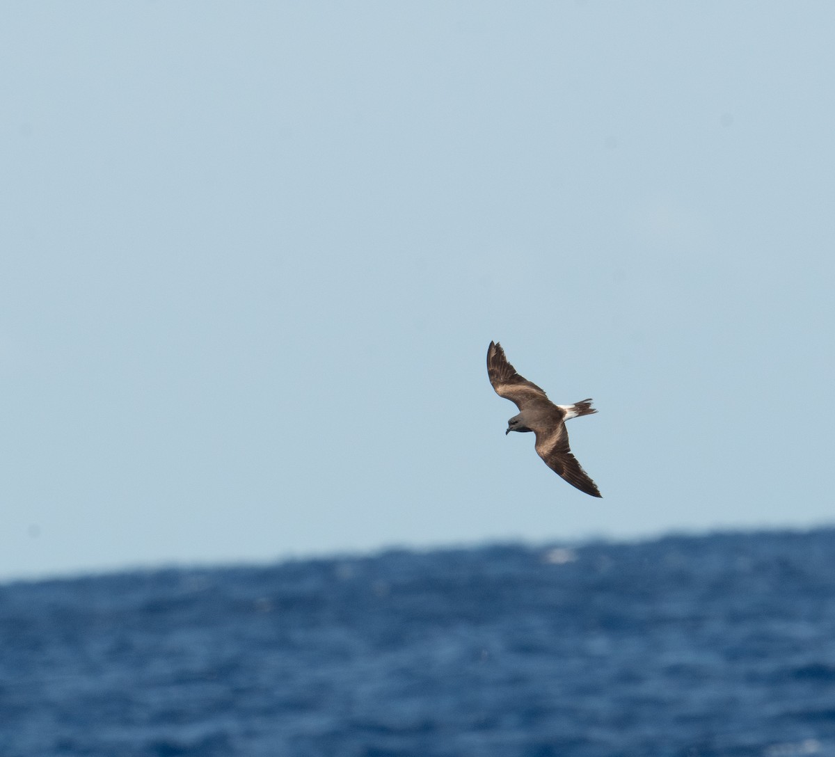 Leach's Storm-Petrel (Leach's) - ML620264191