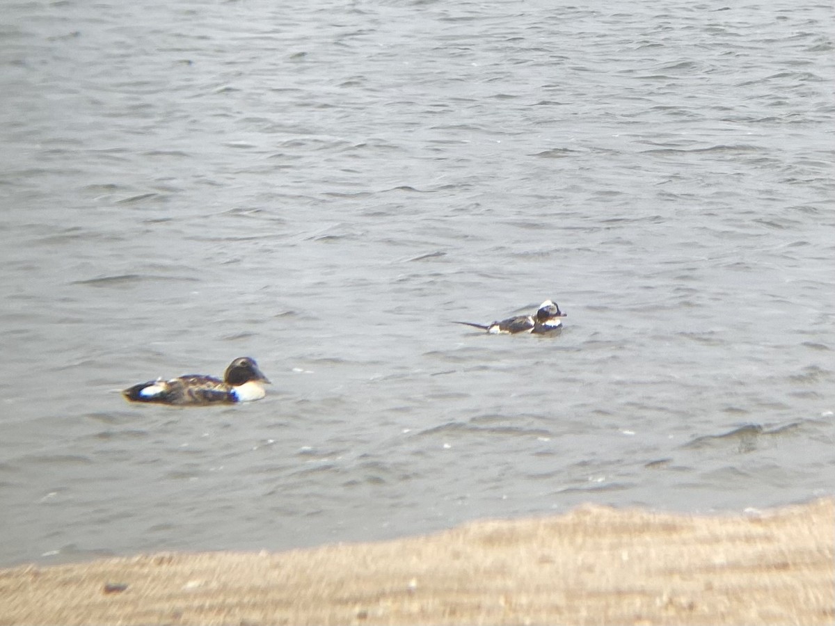 Long-tailed Duck - ML620264204