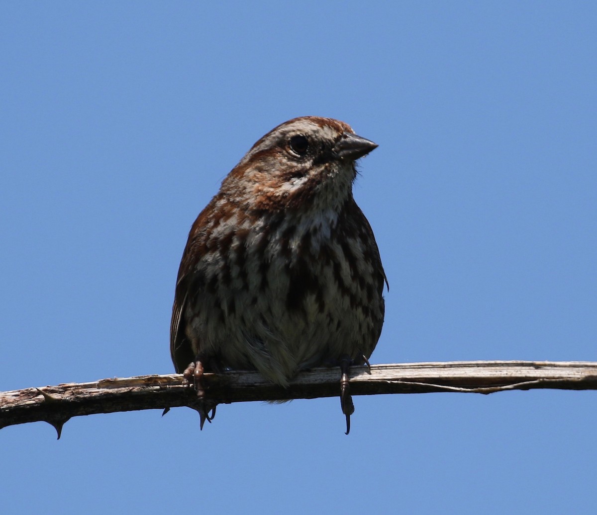 Song Sparrow - ML620264220