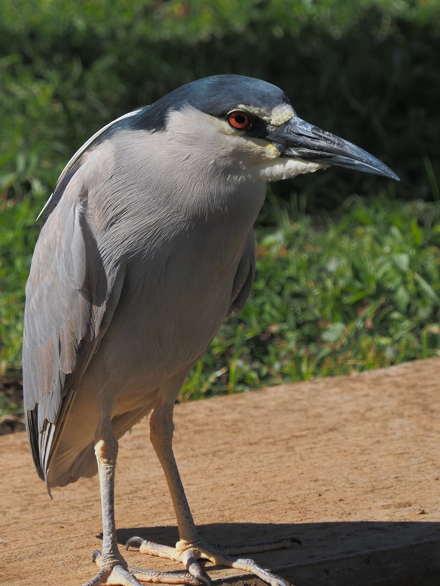 Black-crowned Night Heron - ML620264226