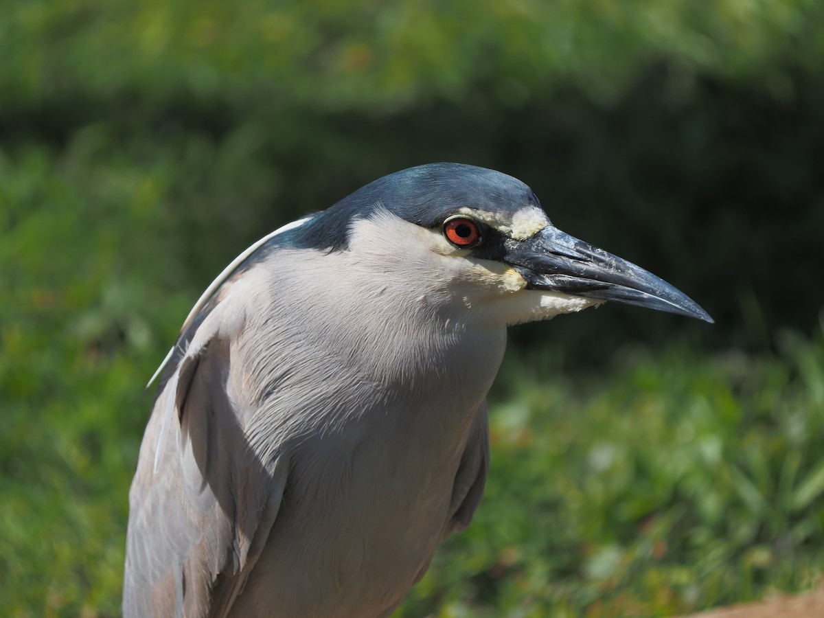 Black-crowned Night Heron - ML620264227