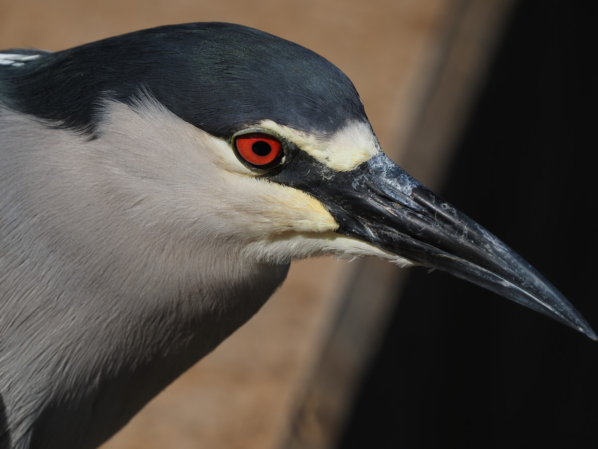 Black-crowned Night Heron - ML620264228