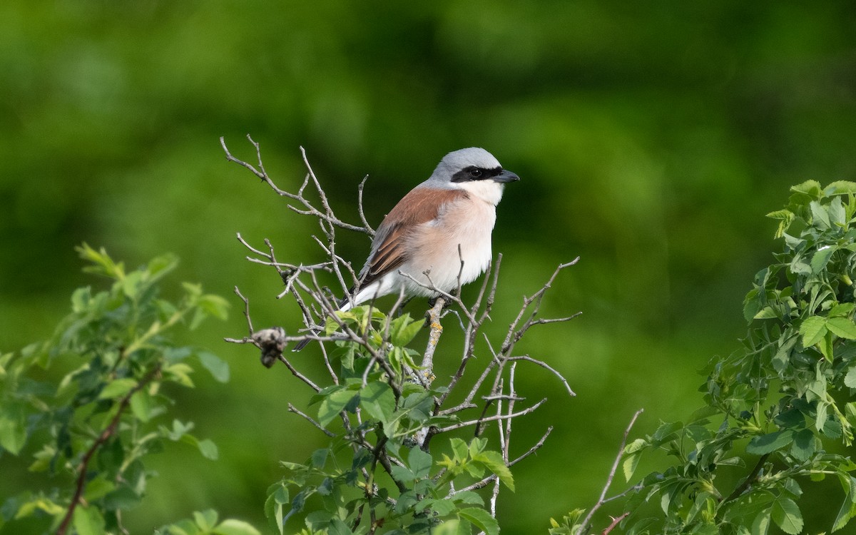 Red-backed Shrike - ML620264233