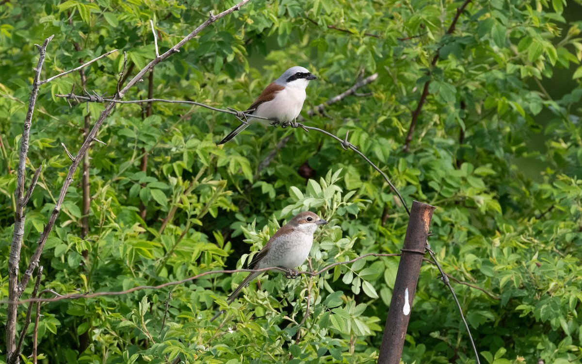 Red-backed Shrike - ML620264234