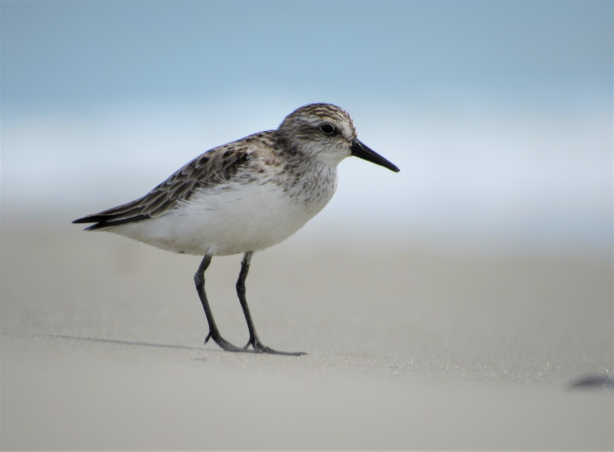 Least Sandpiper - ML620264238