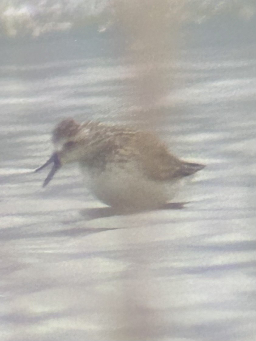 Semipalmated Sandpiper - ML620264243