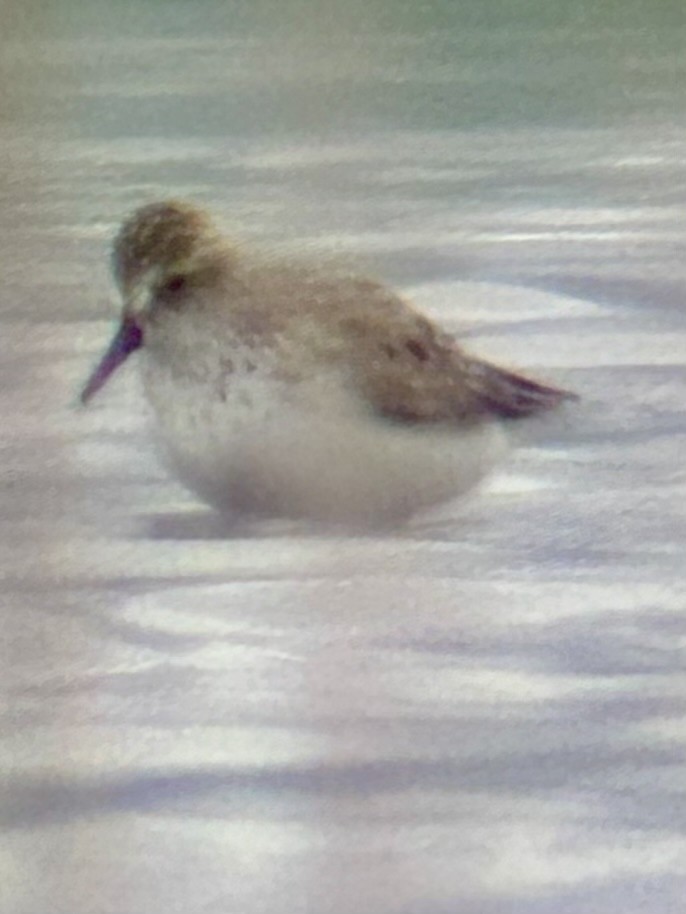 Semipalmated Sandpiper - ML620264245