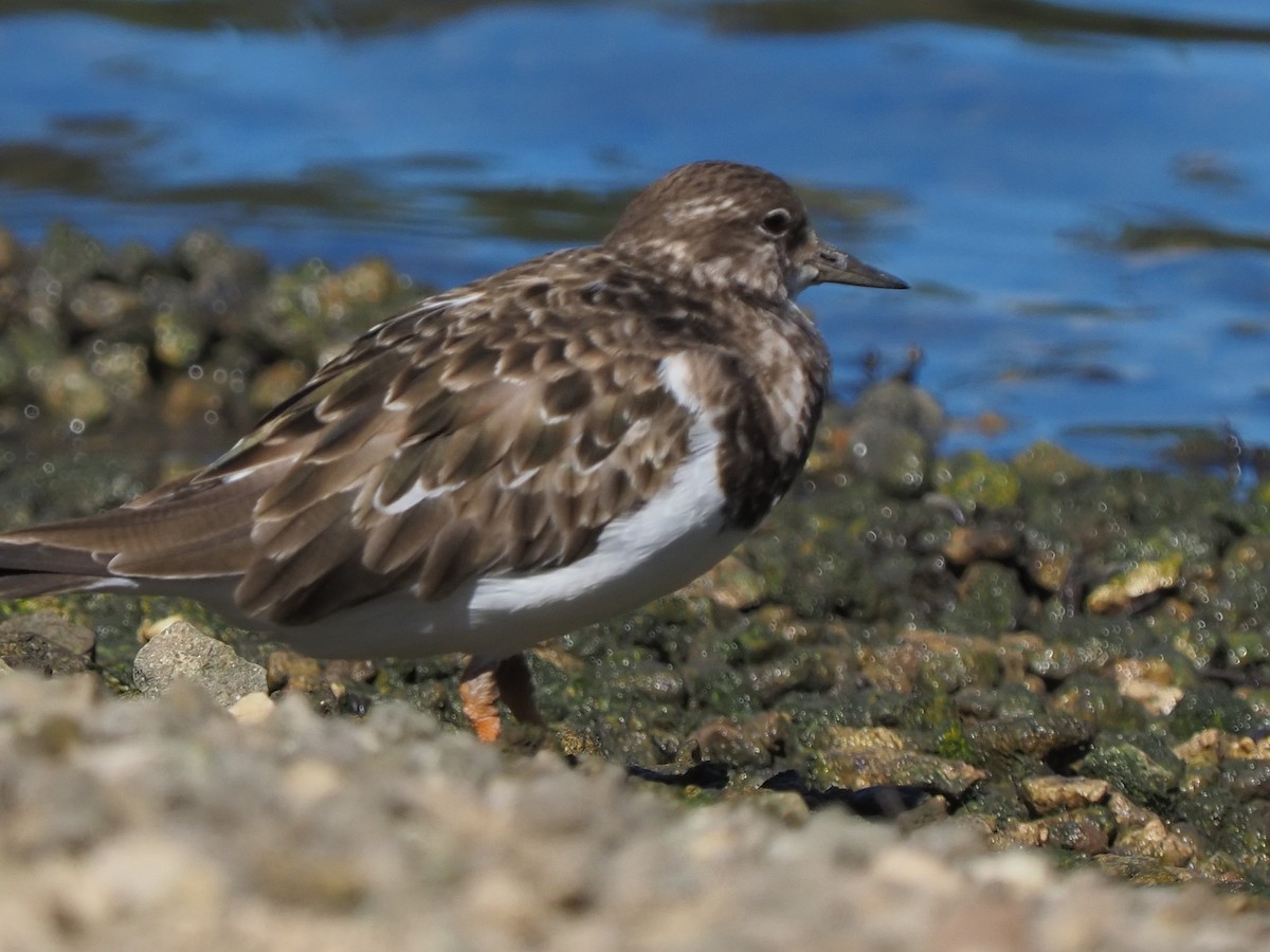 Ruddy Turnstone - ML620264246