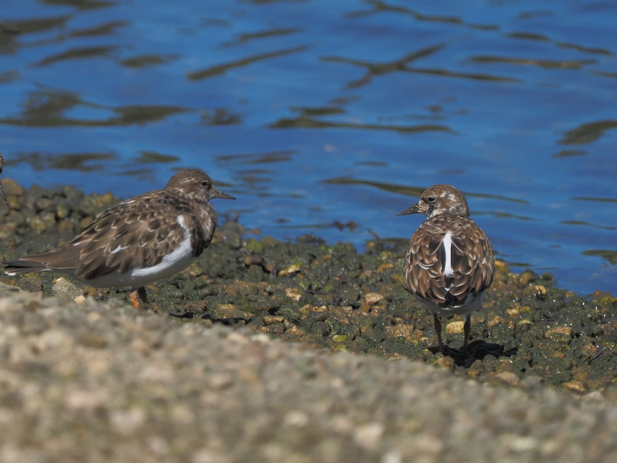 Ruddy Turnstone - ML620264247