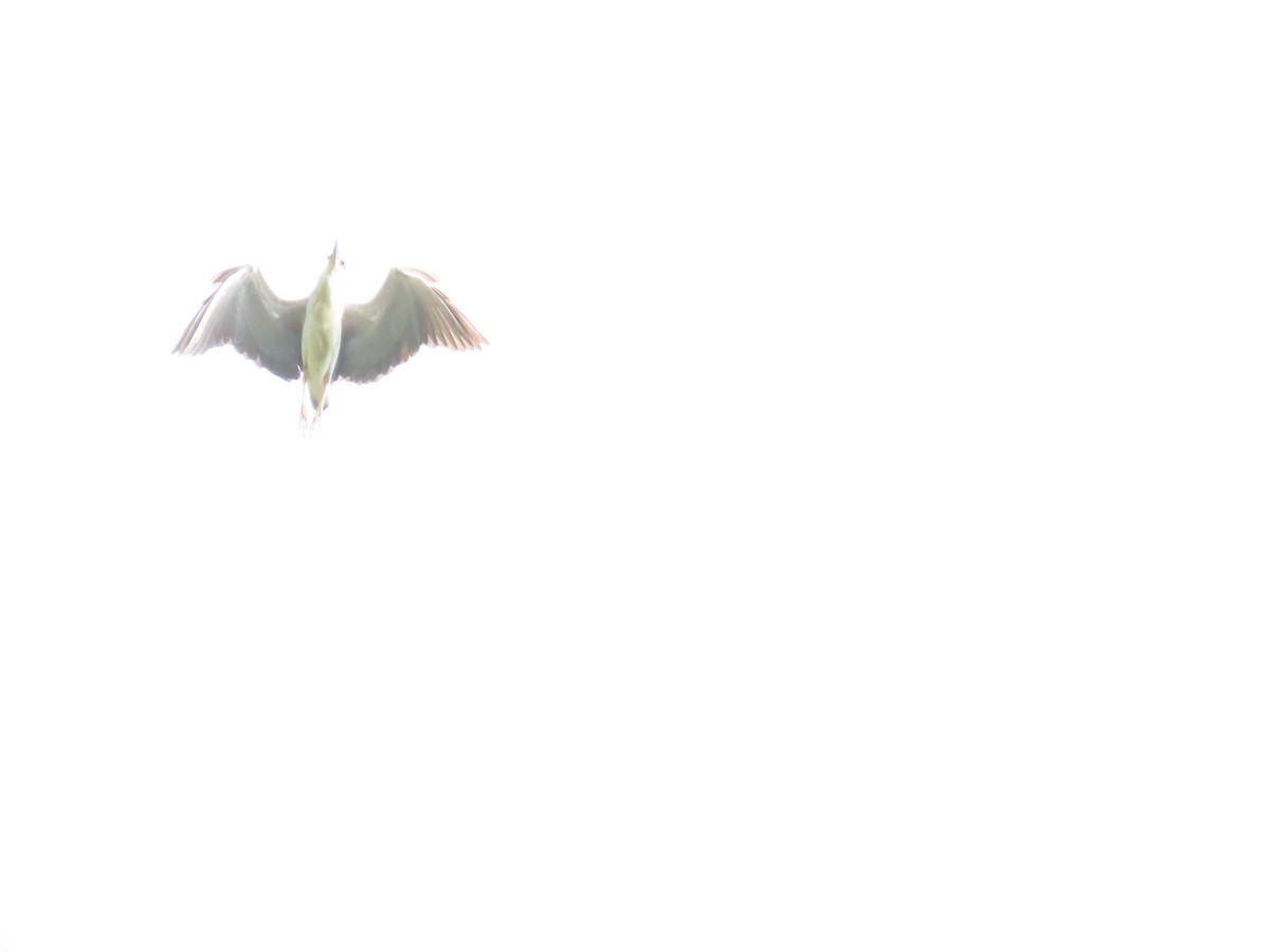 Black-crowned Night Heron - ML620264251
