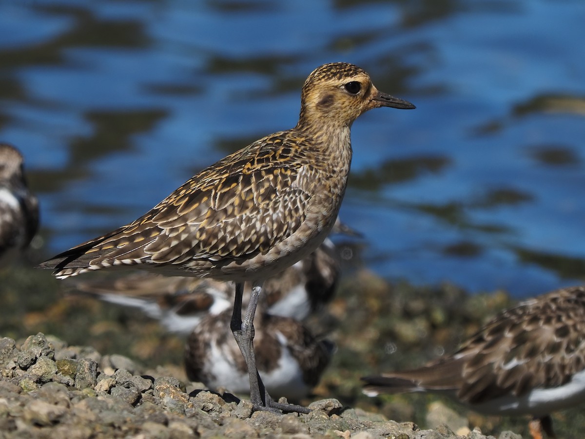 Pacific Golden-Plover - ML620264262