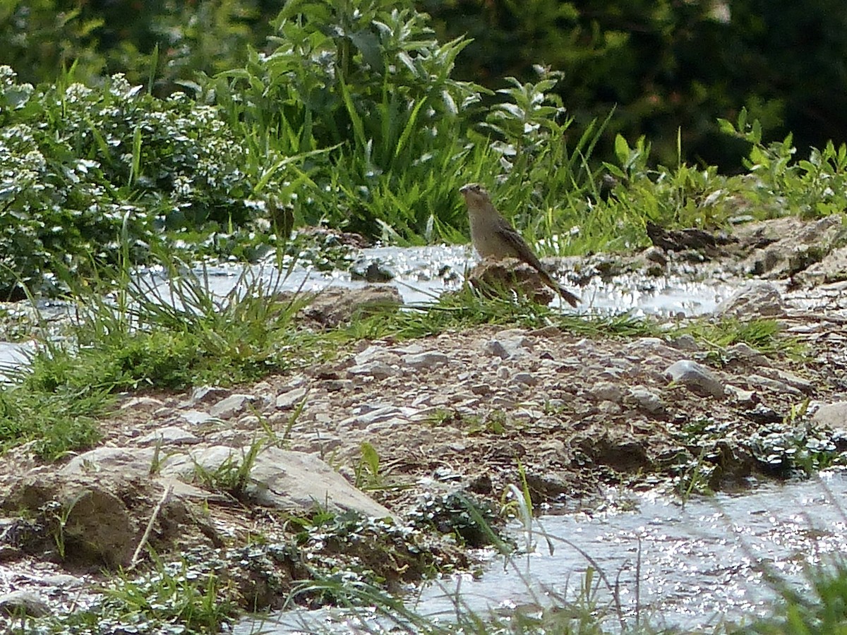 Black-headed Bunting - ML620264268