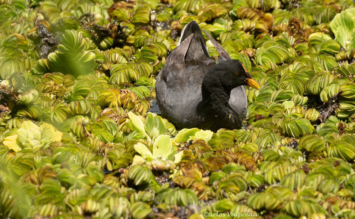 Red-fronted Coot - ML620264295