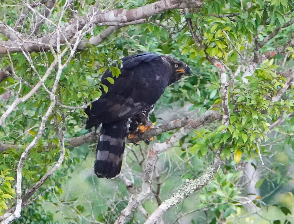 Crowned Eagle - ML620264296