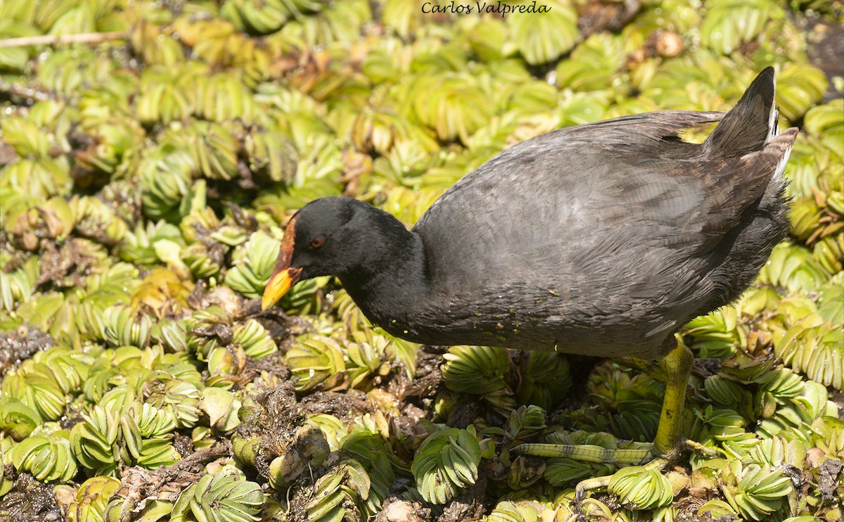 Red-fronted Coot - ML620264297