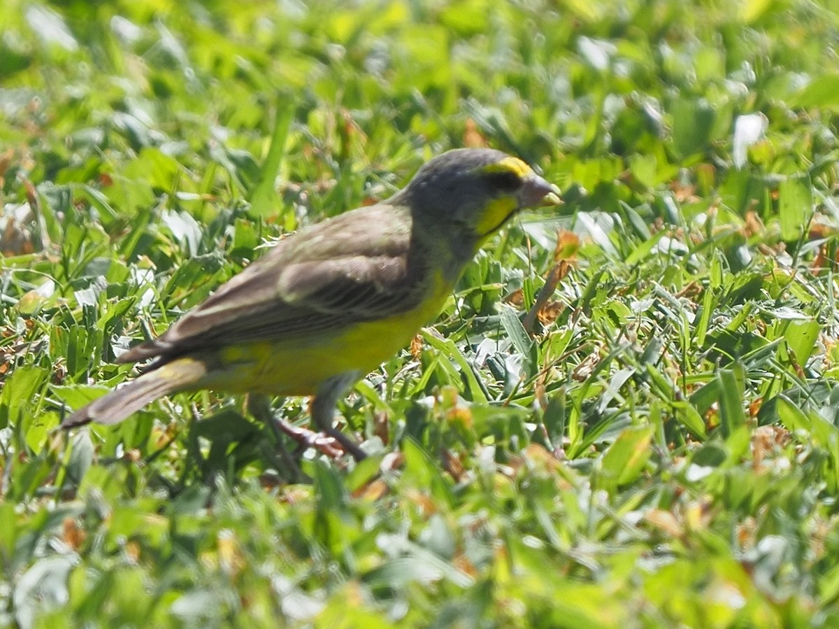 Yellow-fronted Canary - ML620264299
