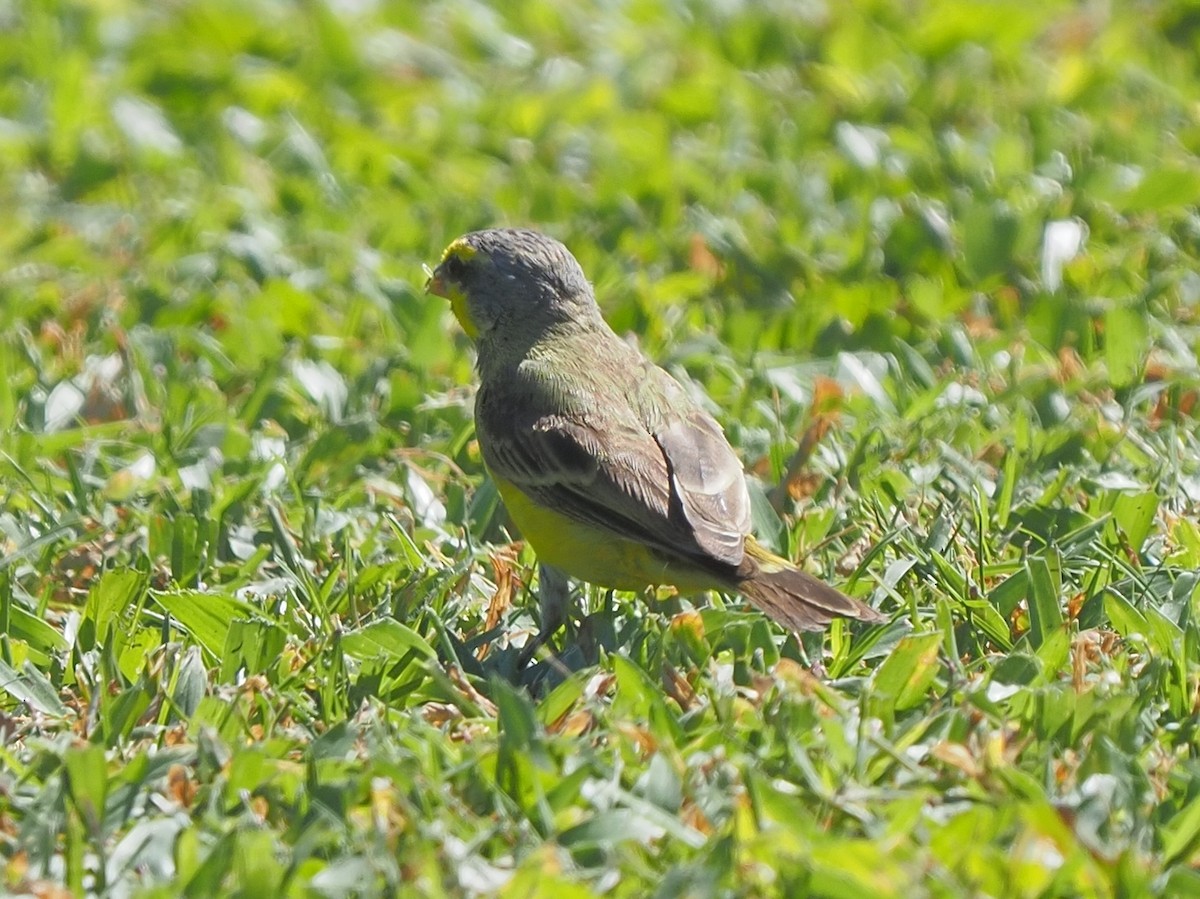 Yellow-fronted Canary - ML620264301