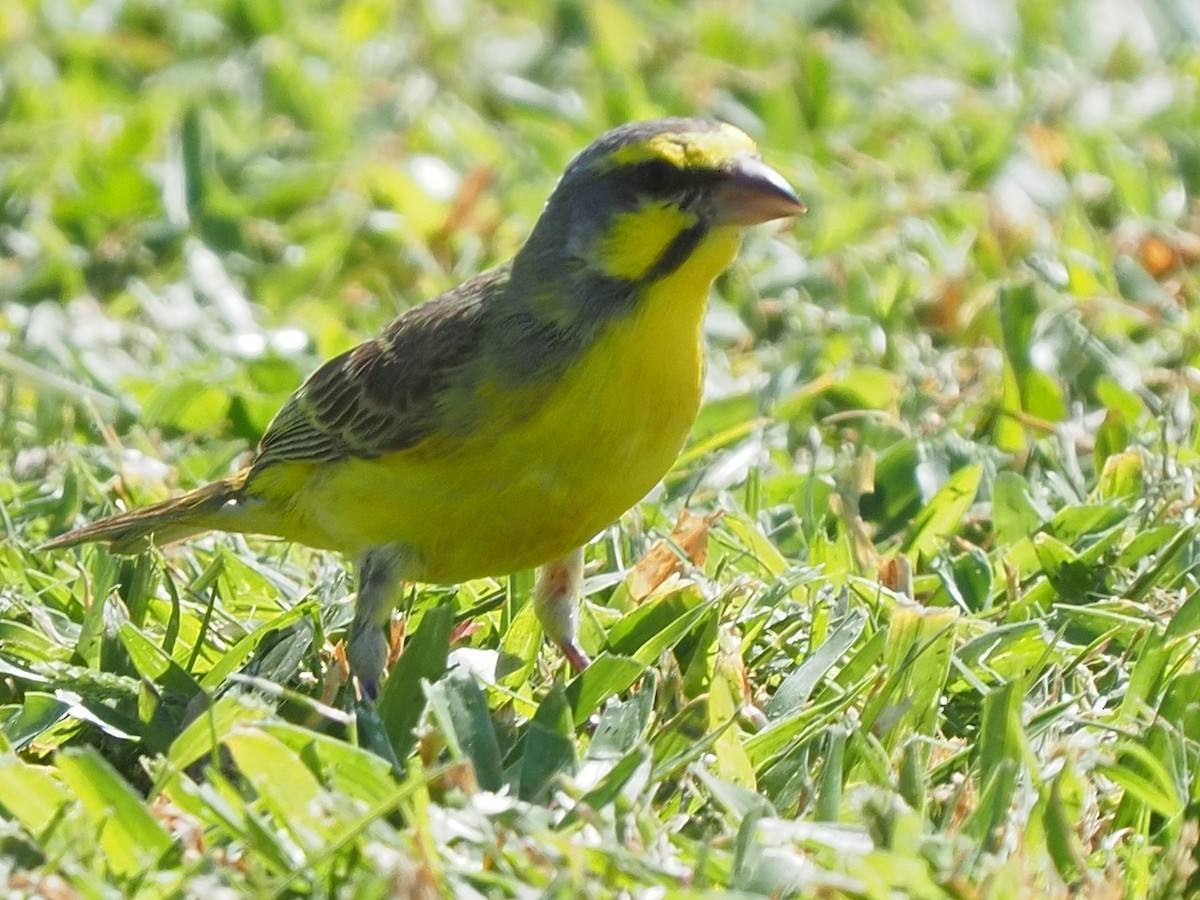 Yellow-fronted Canary - Bert Frenz