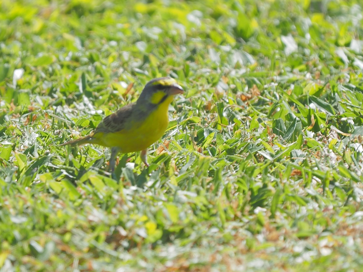 Yellow-fronted Canary - ML620264303