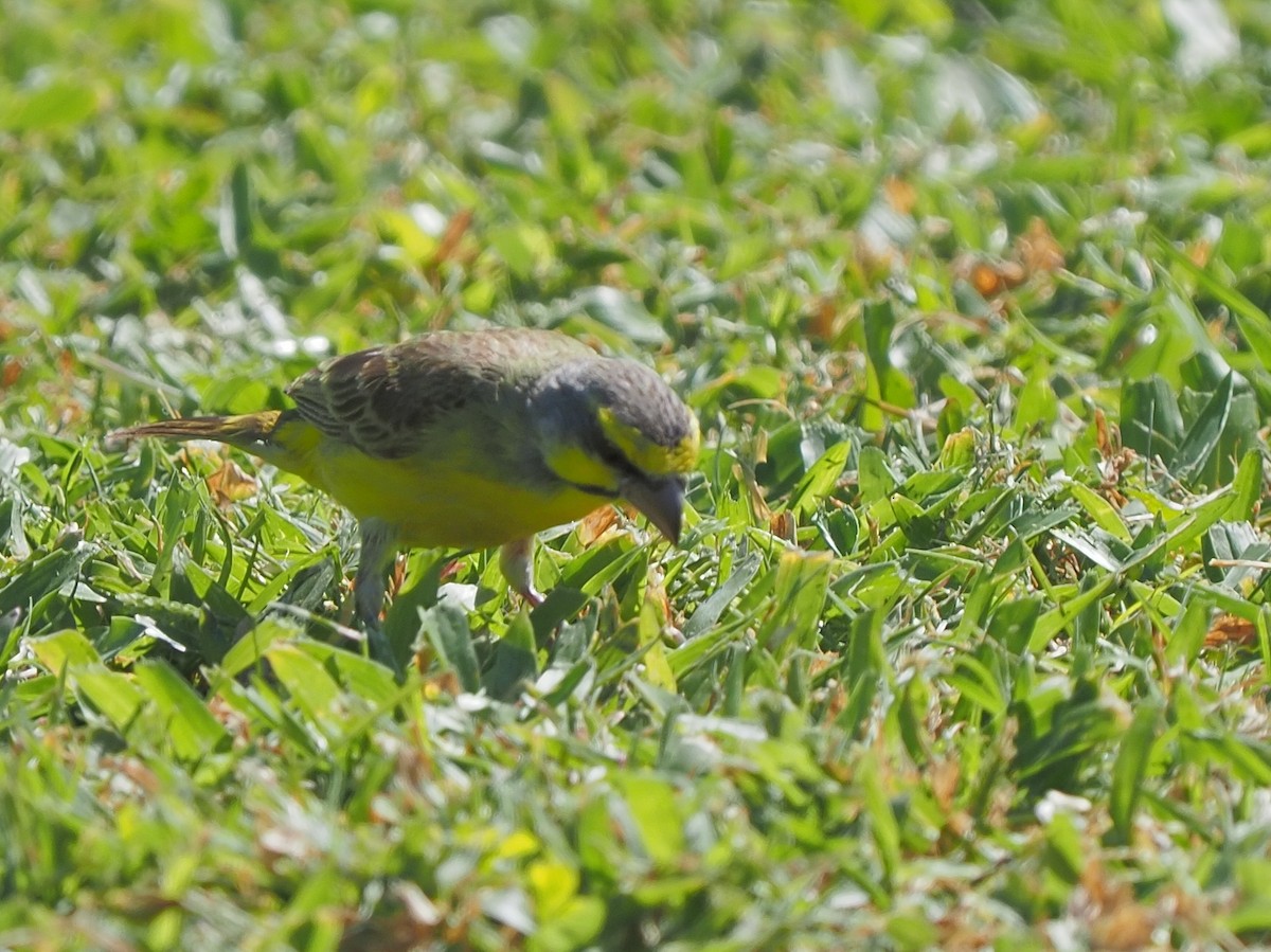 Yellow-fronted Canary - ML620264304