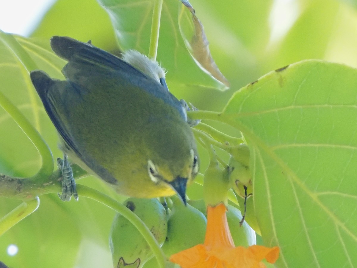 Warbling White-eye - ML620264315