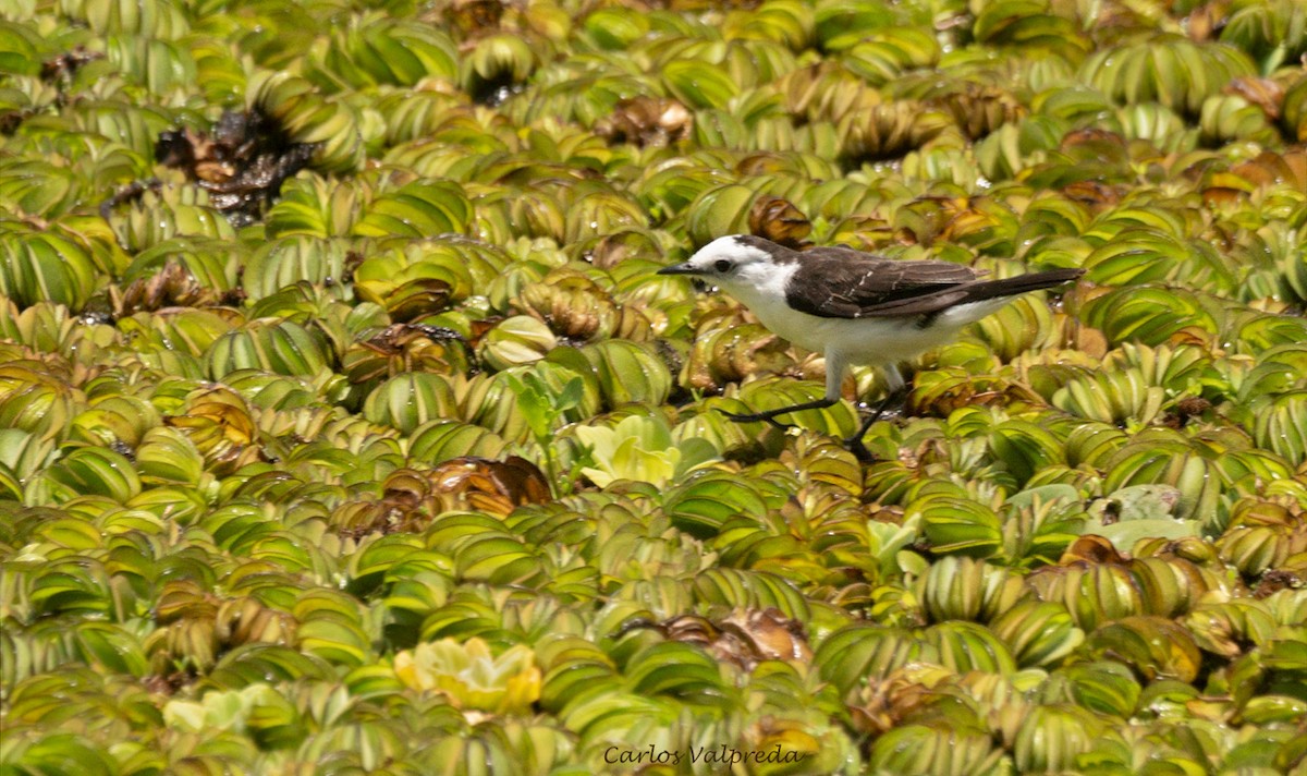 Black-backed Water-Tyrant - ML620264323