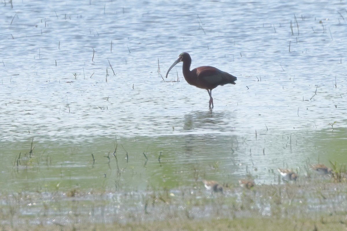 White-faced Ibis - ML620264324