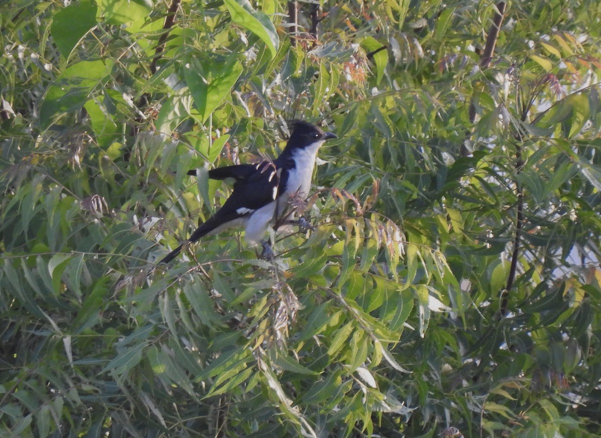 Pied Cuckoo - ML620264326