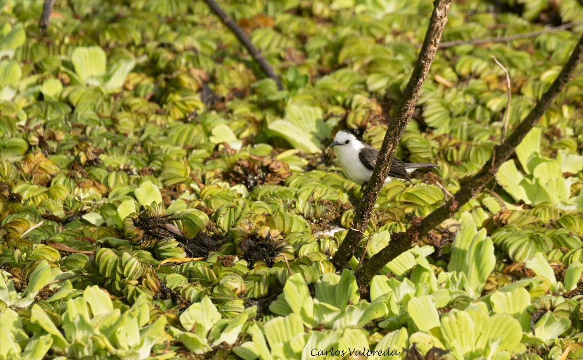 Black-backed Water-Tyrant - ML620264330