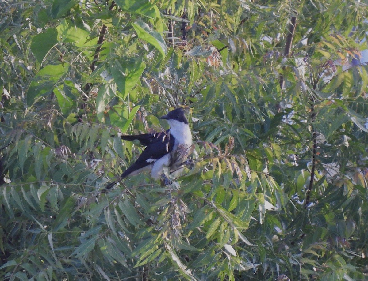 Pied Cuckoo - ML620264331